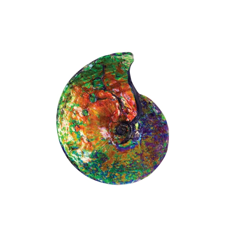 Ammolite vertus
