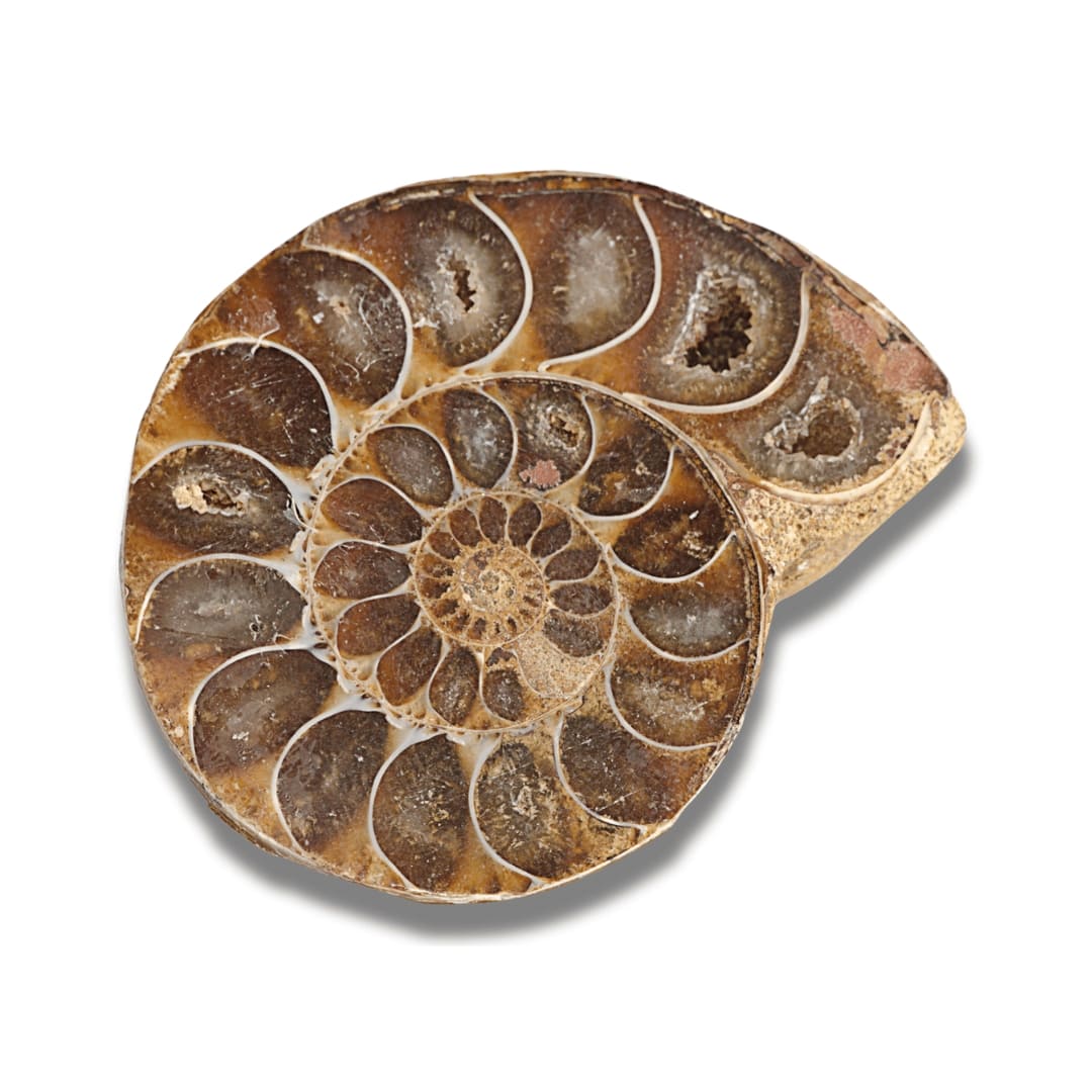 Collection de Fossiles Authentiques & Naturels