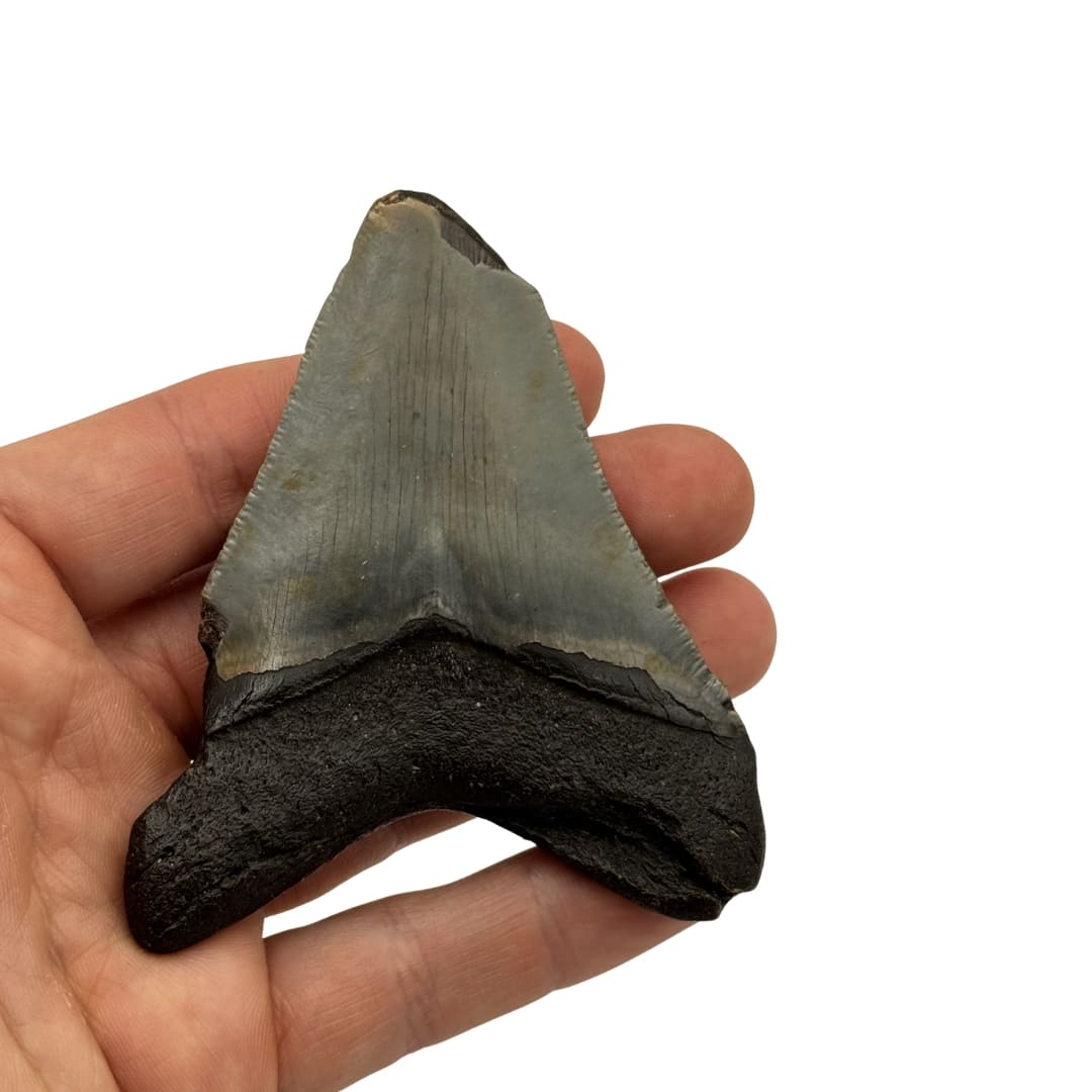 Dent de Mégalodon Fossile - Floride, USA