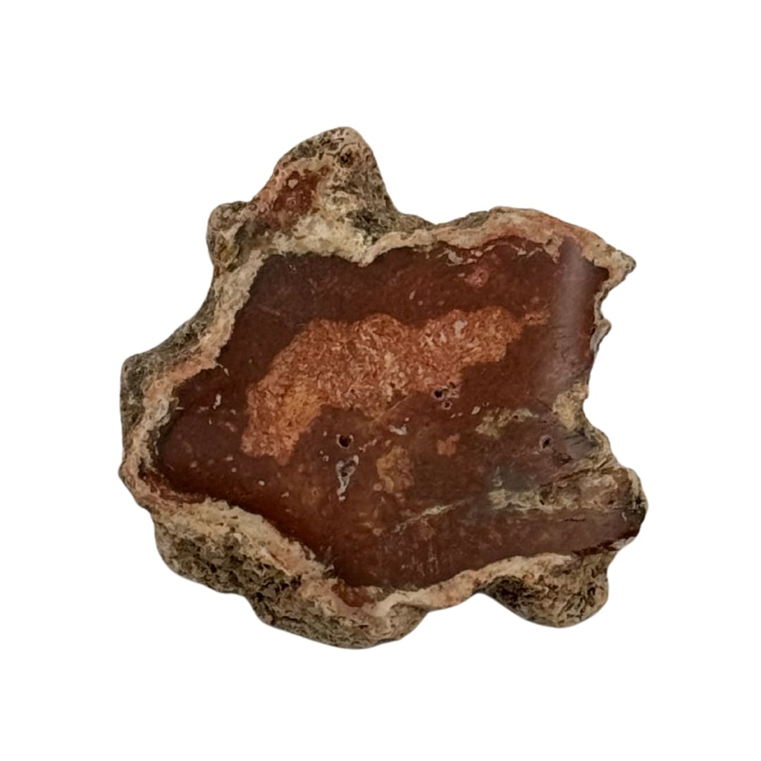 Mini tranche de bois fossile