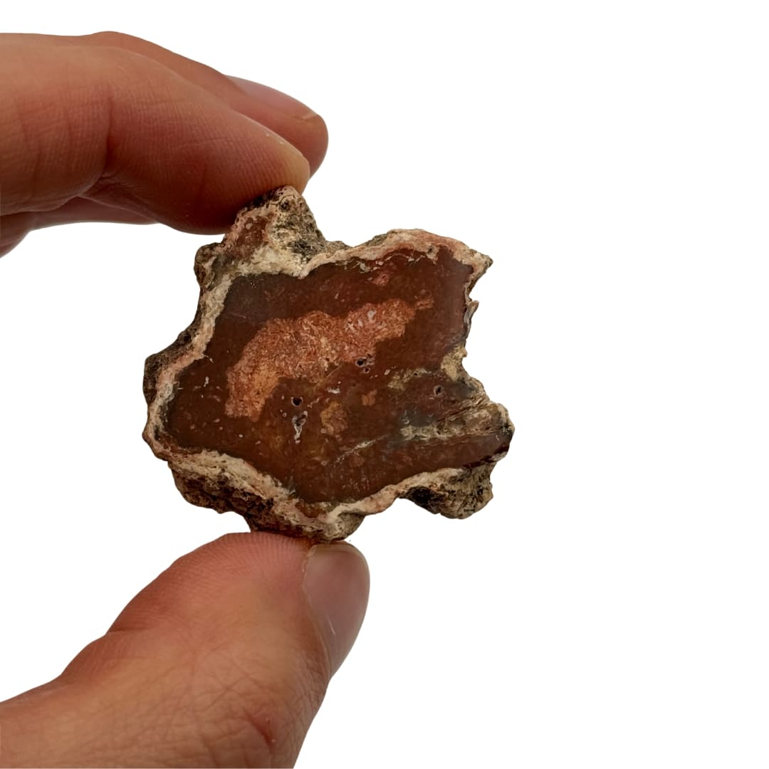 Mini tranche de bois fossile