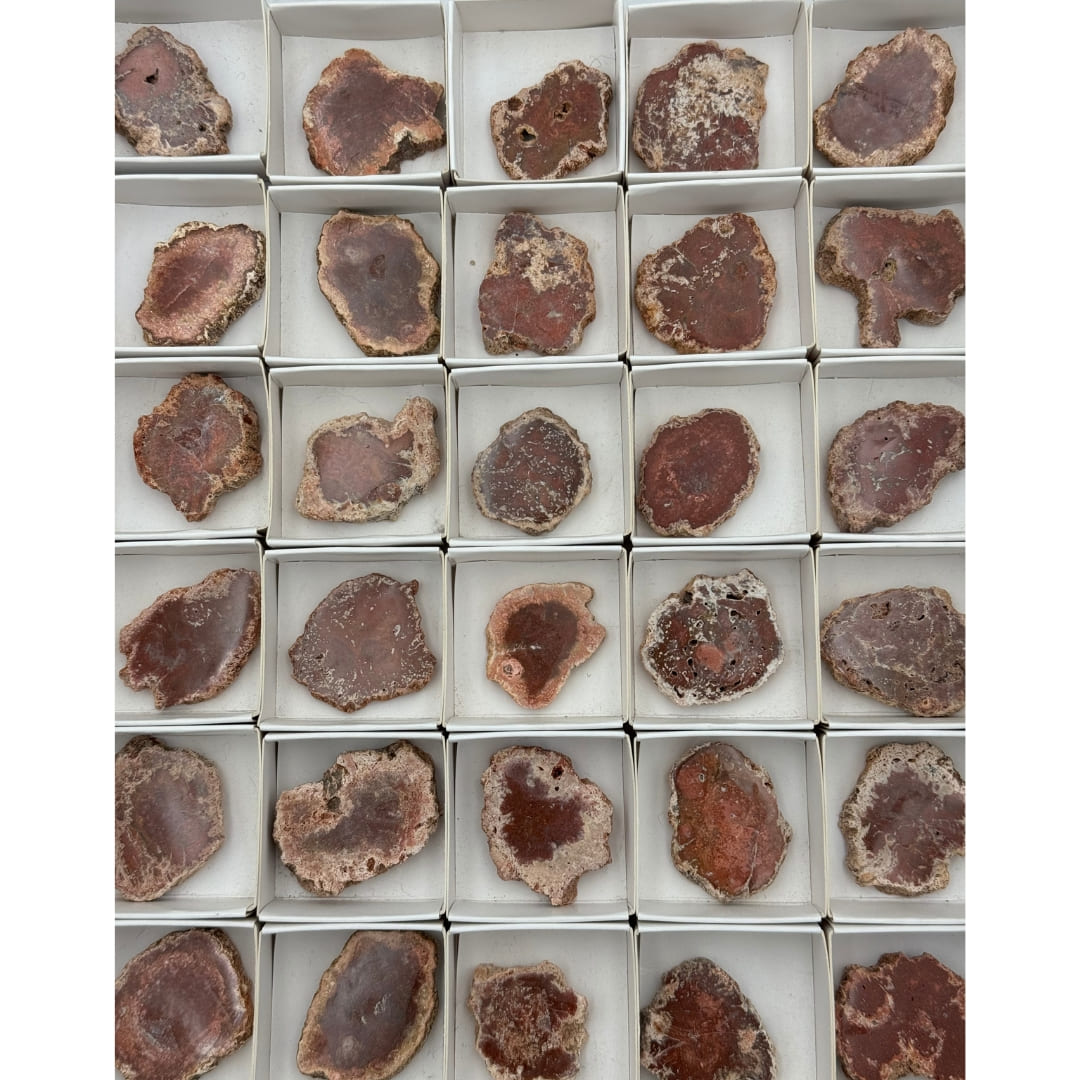 Mini tranche de bois fossile