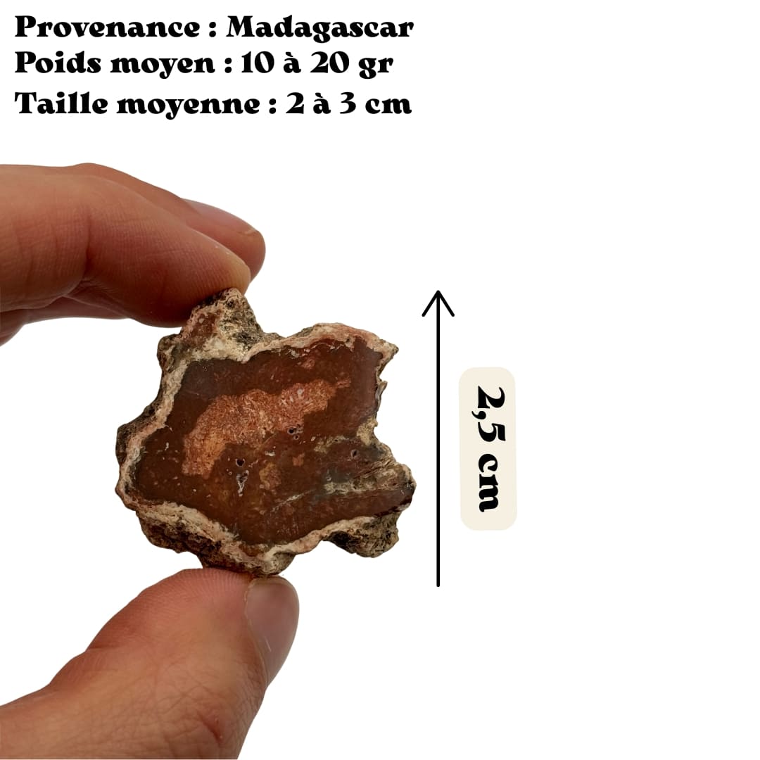 Mini tranche de bois fossile