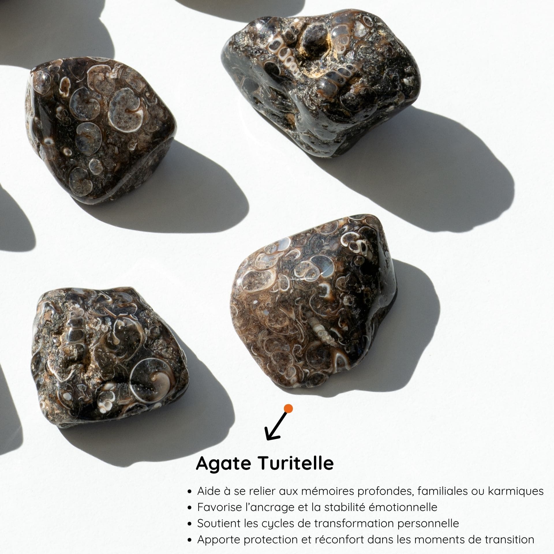 Agate Turitelle vertus