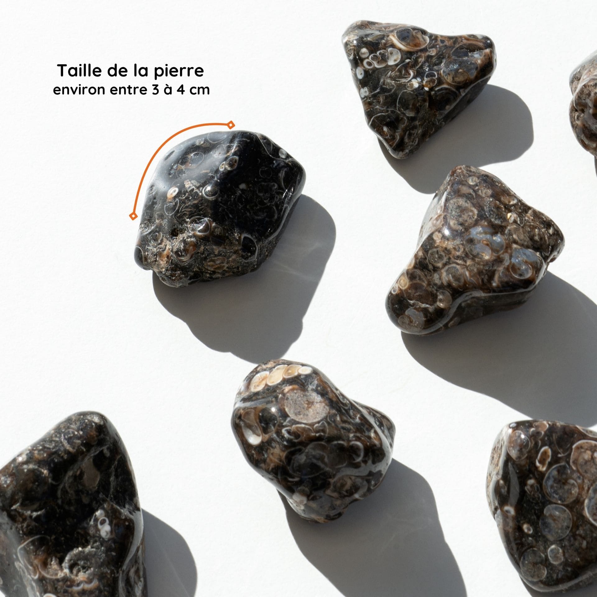 Agate Turitelle taille
