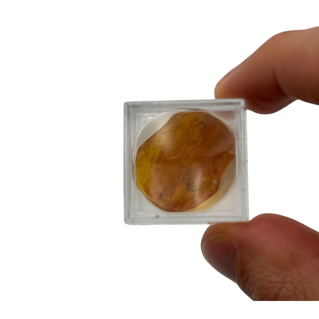 Ambre avec insecte