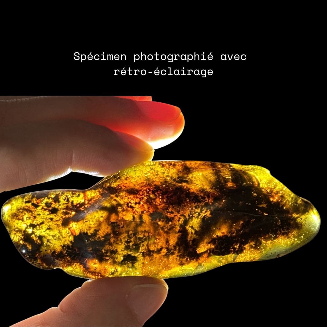 Ambre Fossile (8,5 cm) - Pologne