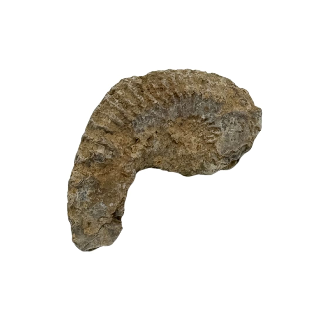 Fossile Bivalve - Rastellum carinatum