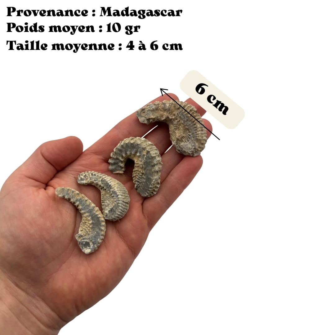 Fossile Bivalve - Rastellum carinatum