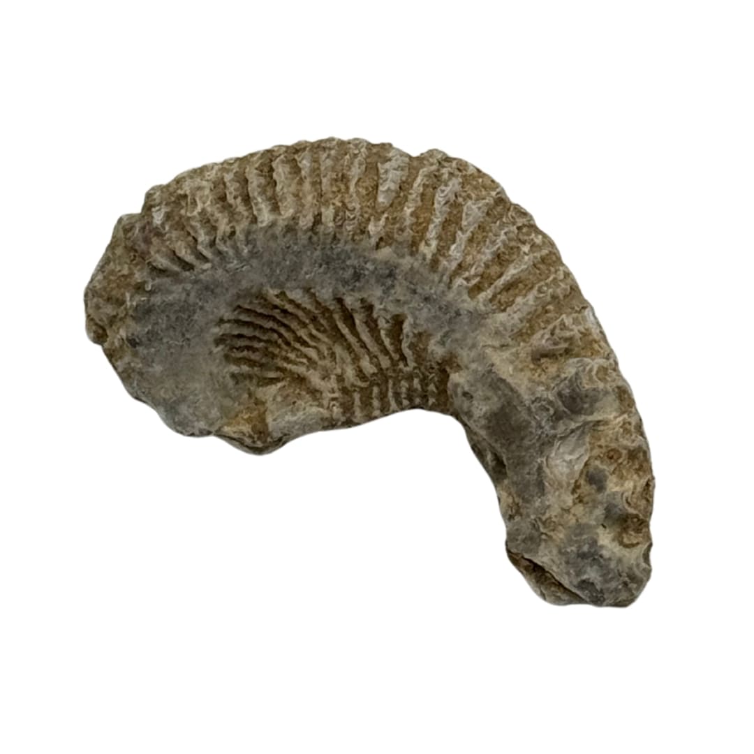 Fossile Bivalve - Rastellum carinatum