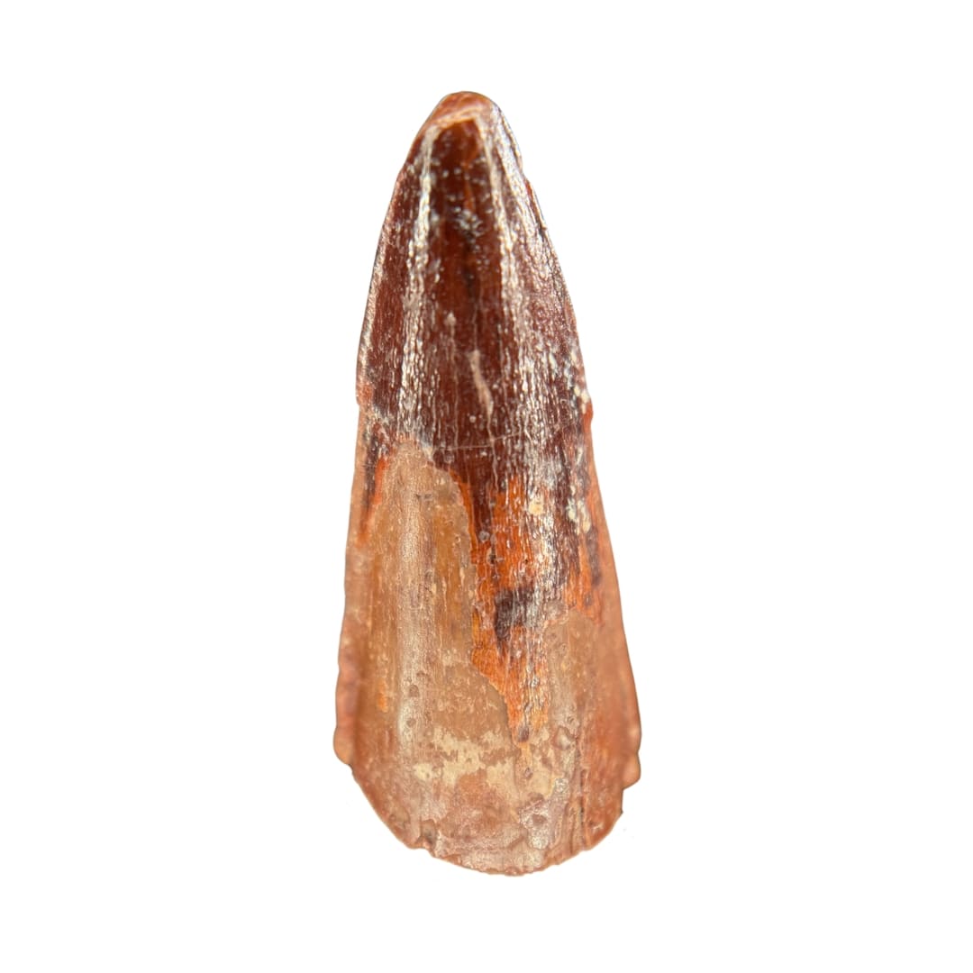 Dent de Spinosaurus Fossile (3.3 cm) - Maroc