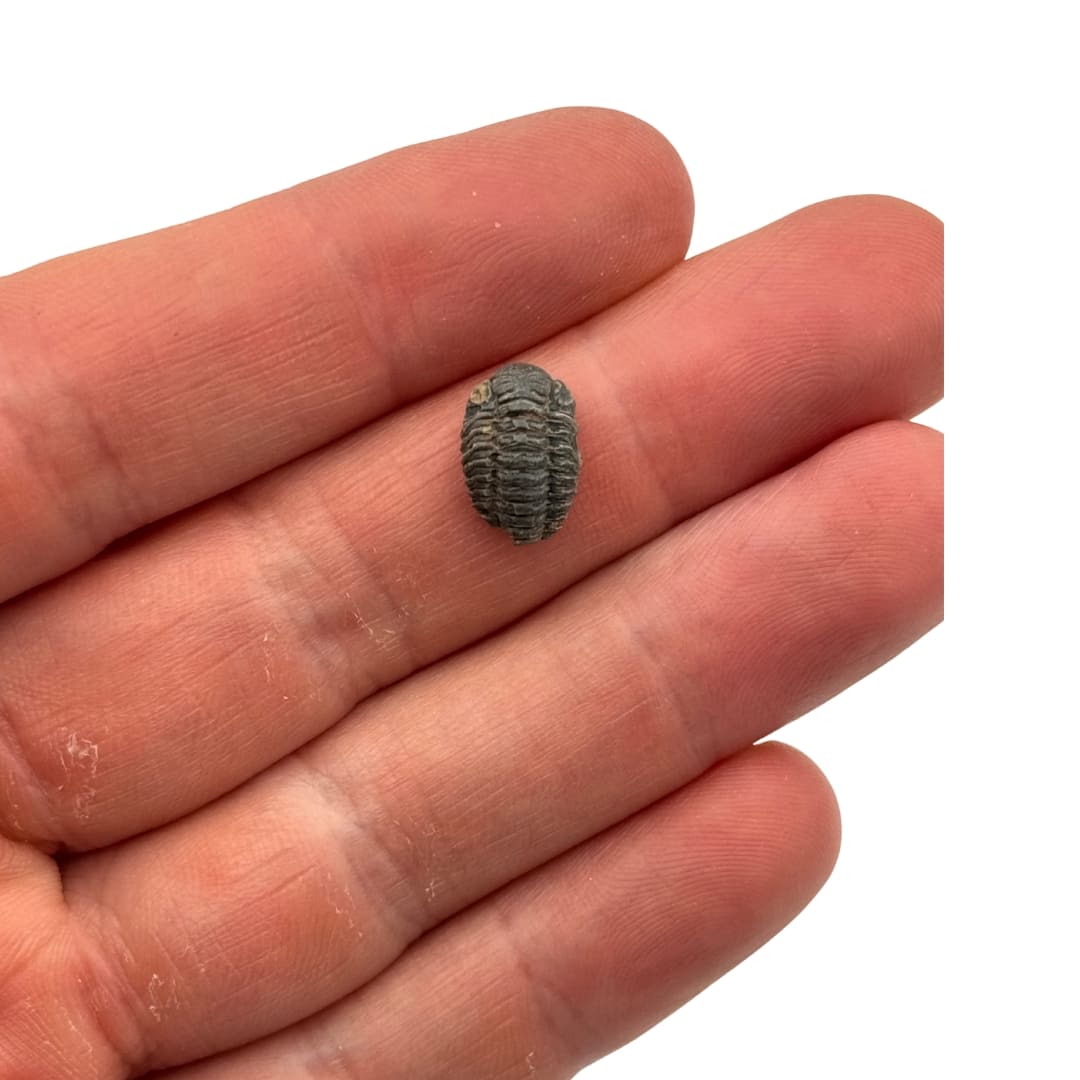 Fossile Mini trilobites Phacops