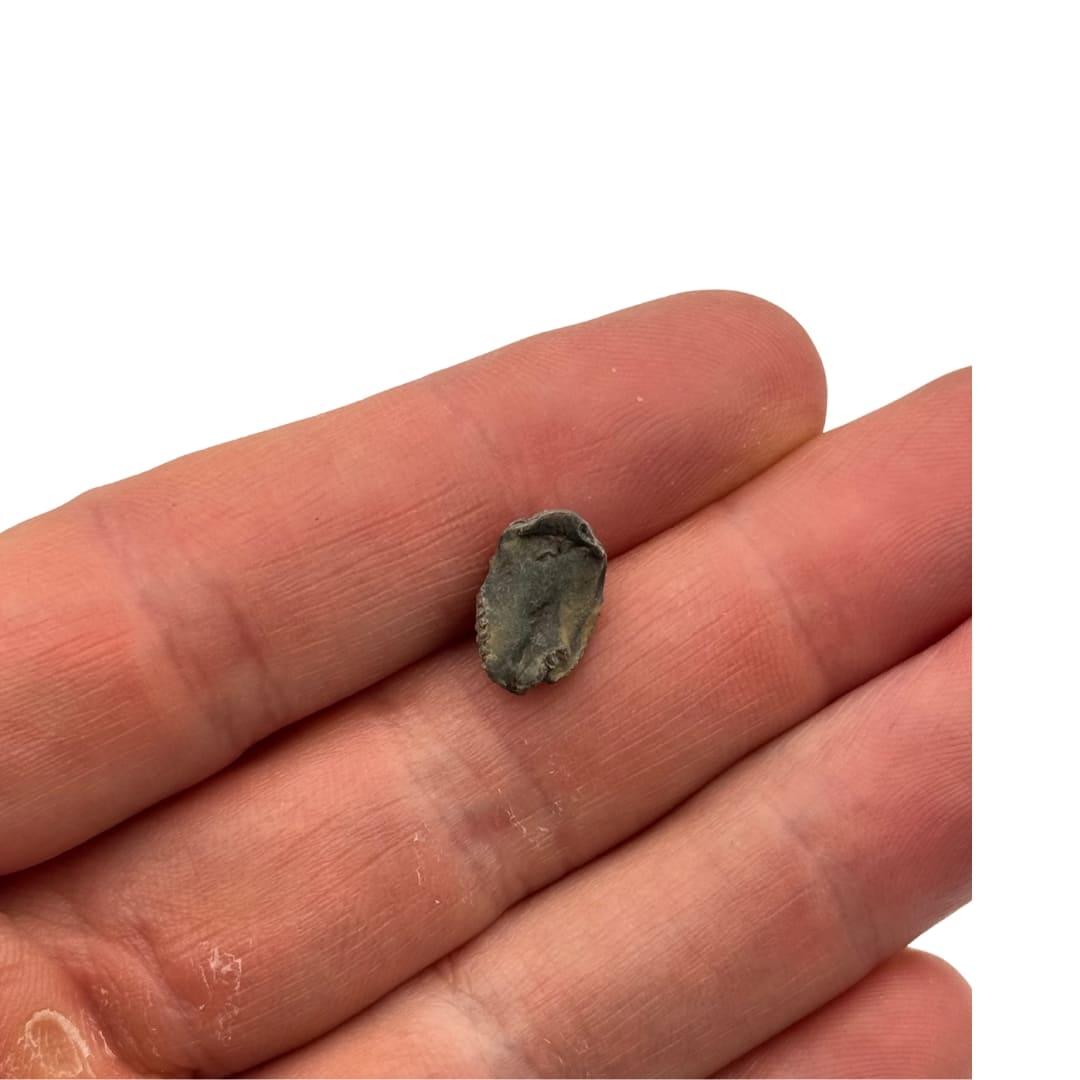 Fossile Mini trilobites Phacops