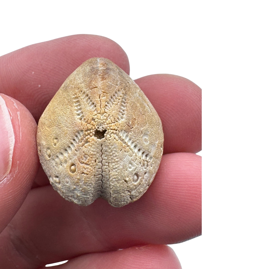 Fossile Oursin Lovenia forbesi - Australie