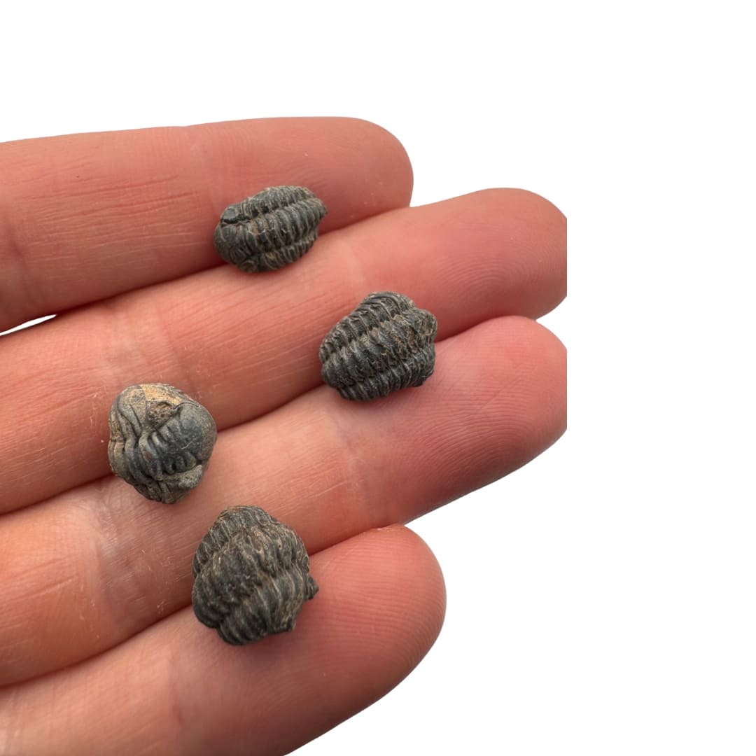 Fossile Mini trilobites Phacops