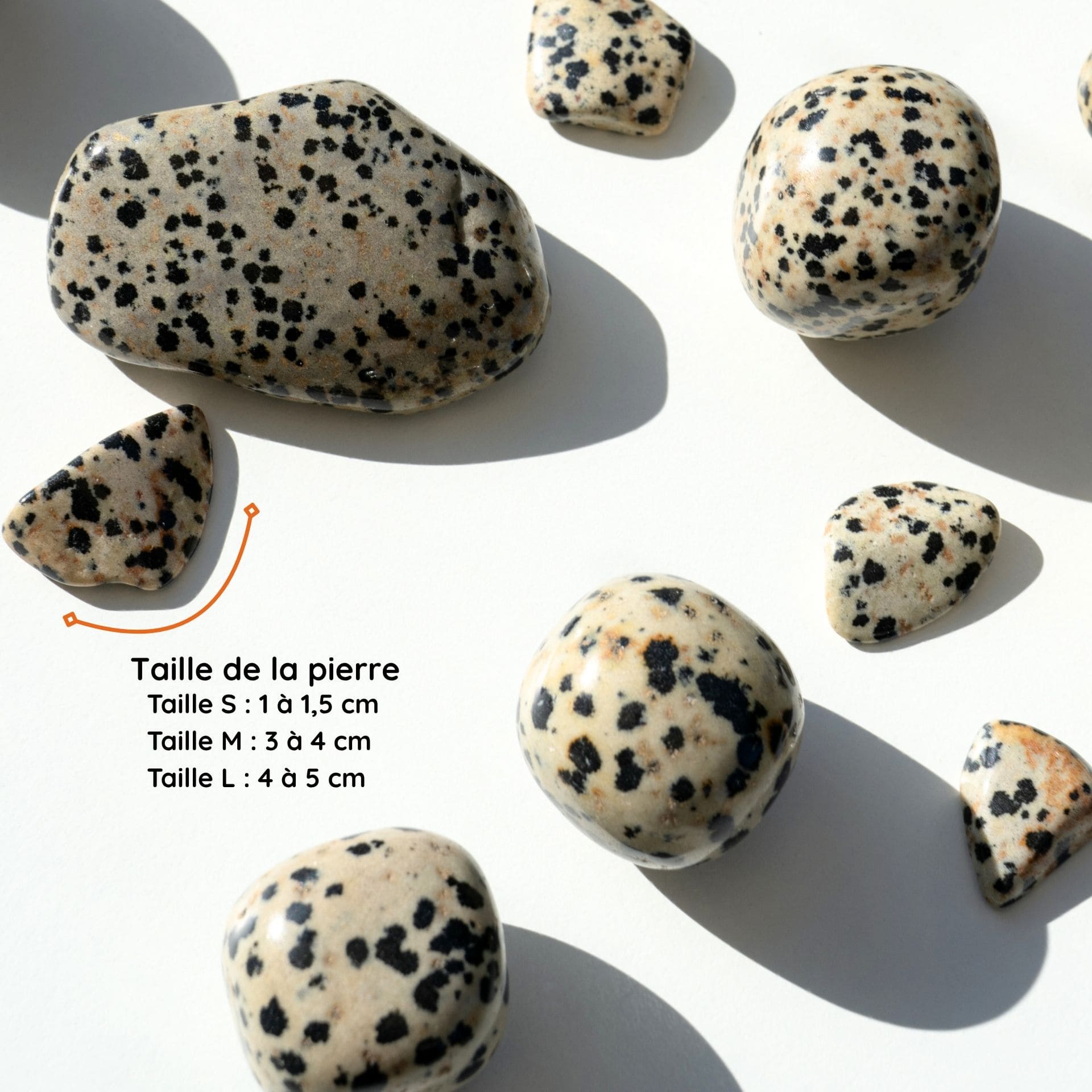 Jaspe Dalmatien taille