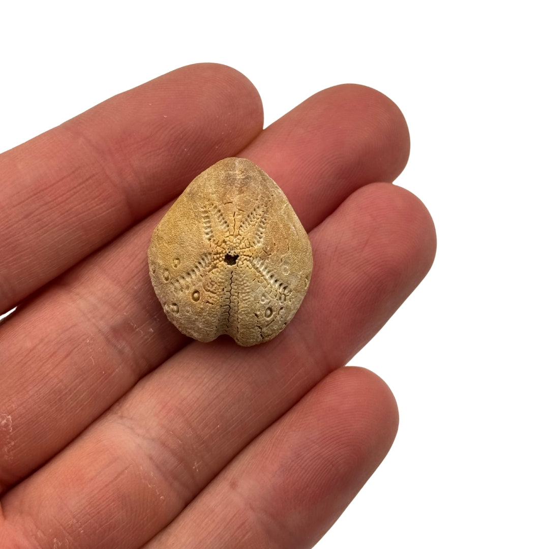 Fossile Oursin Lovenia forbesi - Australie