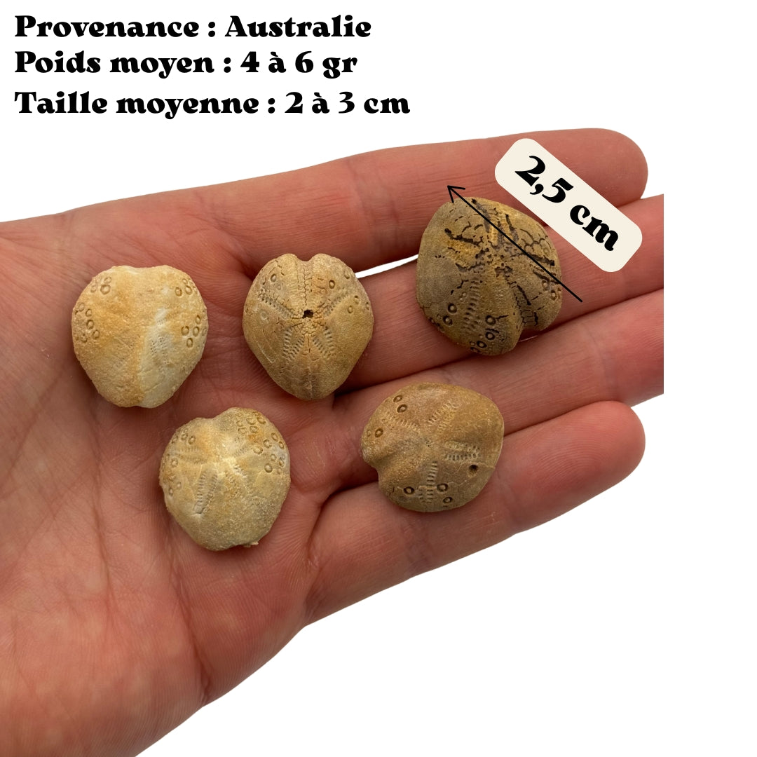 Fossile Oursin Lovenia forbesi - Australie