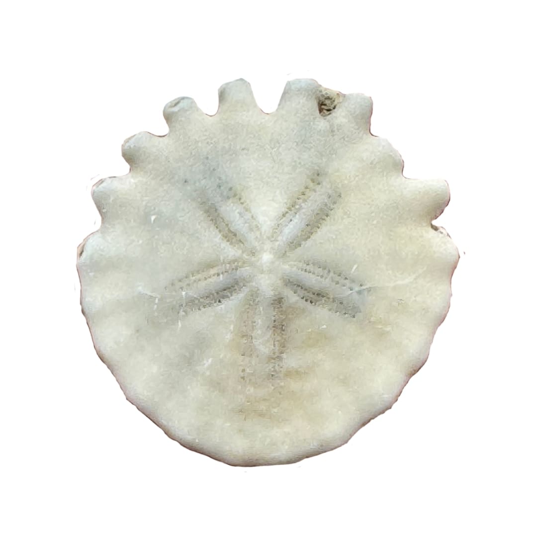 Fossile Oursin Heliophora orbiculus - Mauritanie