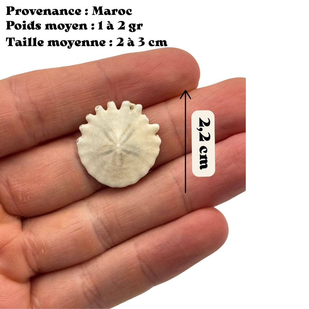 Fossile Oursin Heliophora orbiculus - Mauritanie