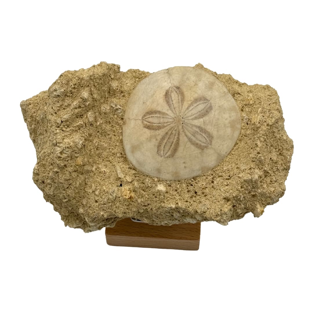 Fossile Oursin Scutella