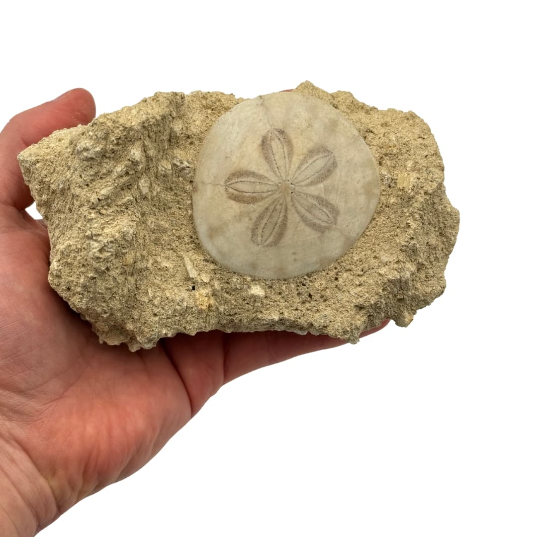 Fossile Oursin Scutella