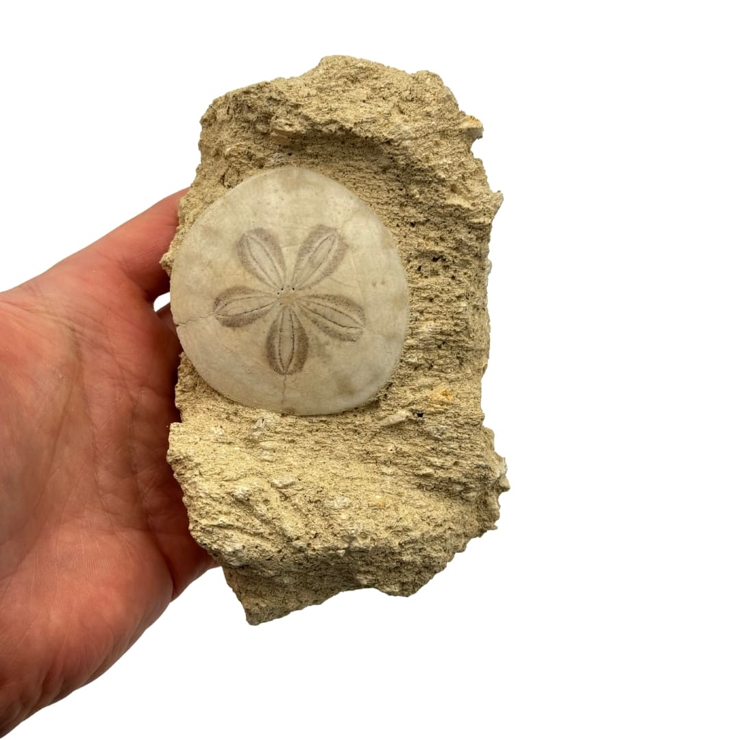 Fossile Oursin Scutella