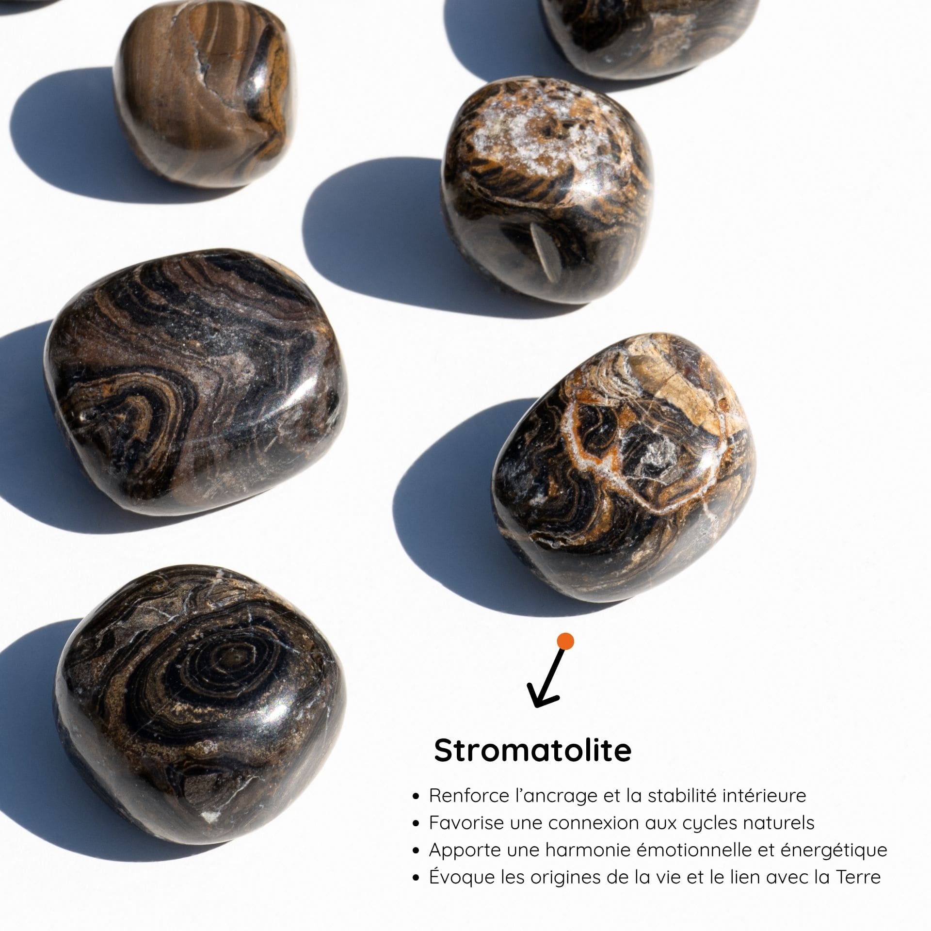 Stromatolite vertus