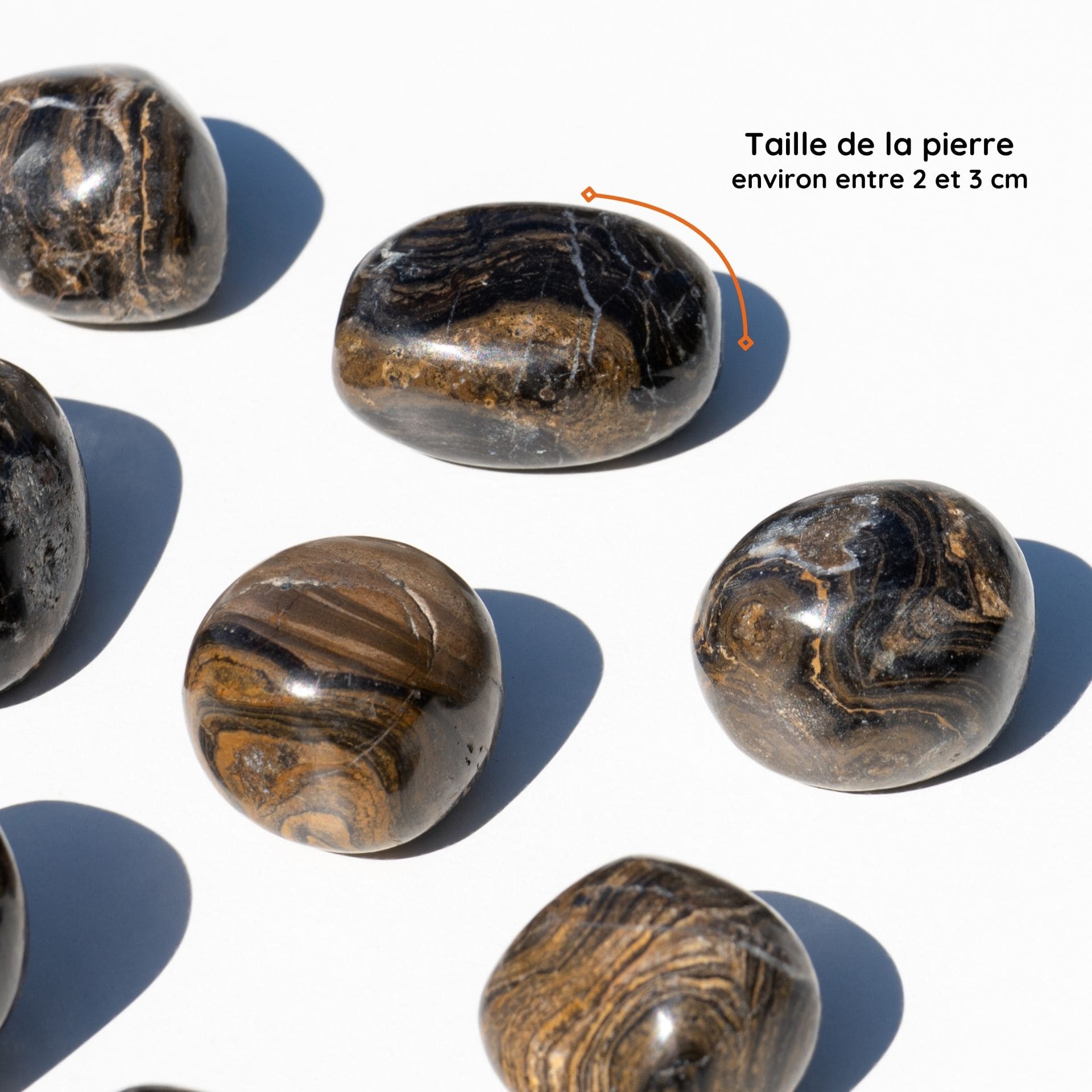 Stromatolite taille