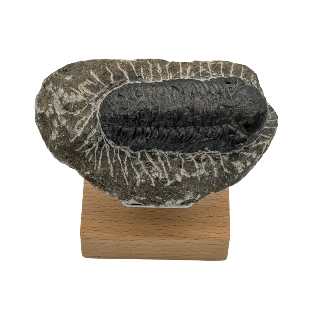 Trilobite sur Gangue