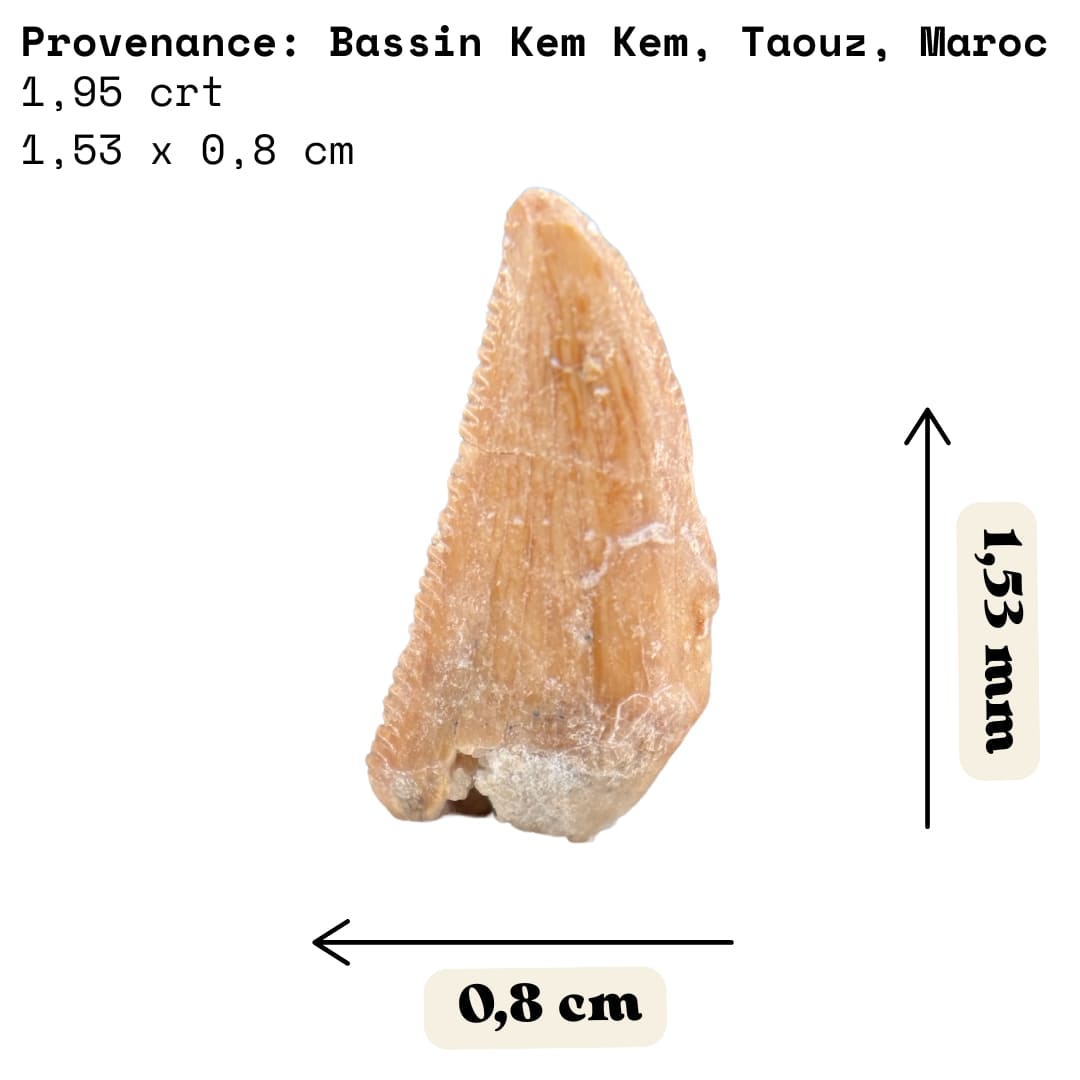 Dent de Dinosaure à Dentelures (Abelisauridae) - Maroc