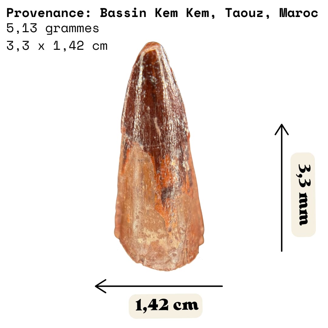 Dent de Spinosaurus Fossile (3.3 cm) - Maroc