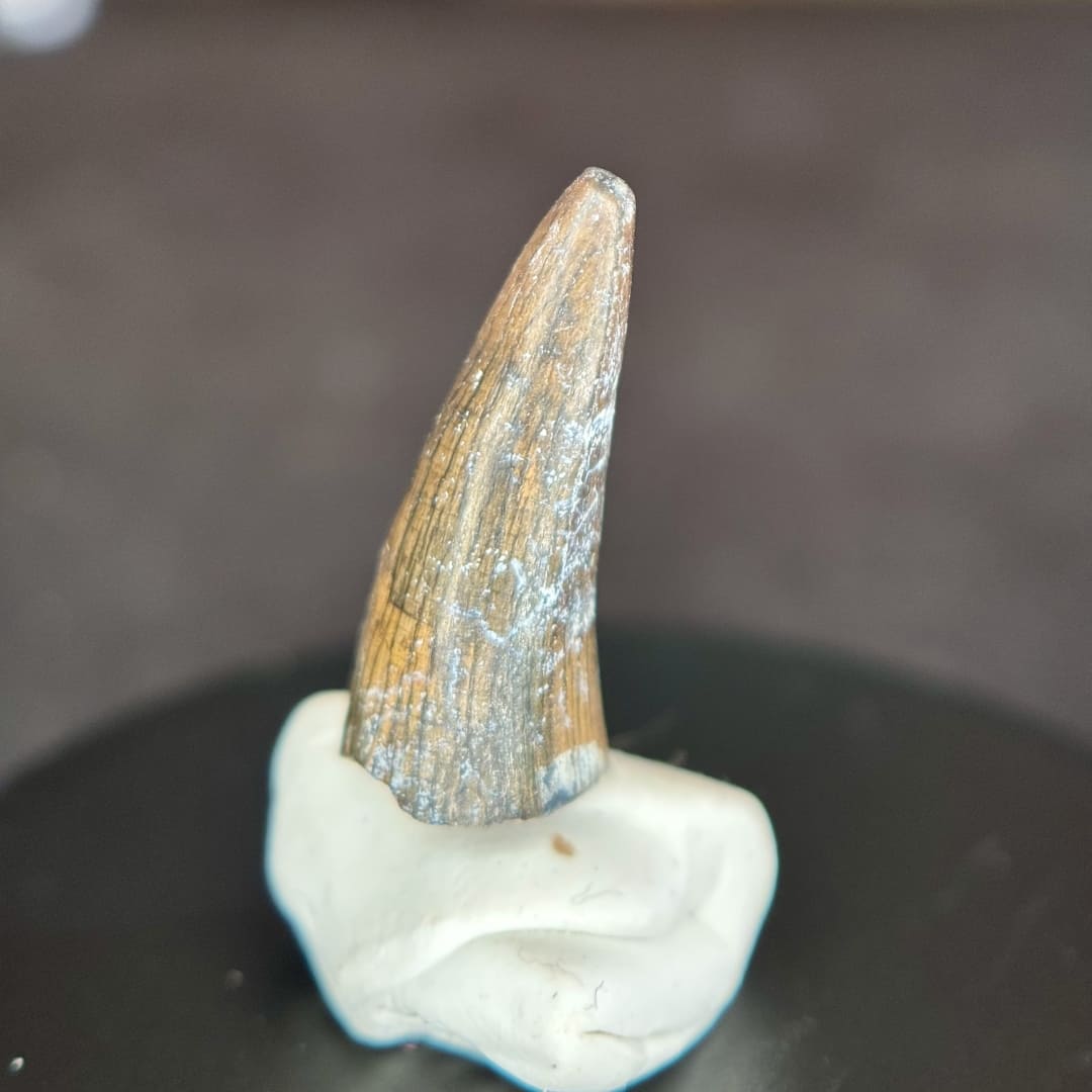 Dent de Crocodile Fossile (Sarcosuchus / Stolokrosuchus) - Niger