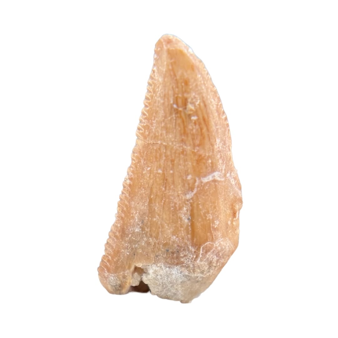 Dent de Dinosaure à Dentelures (Abelisauridae) - Maroc