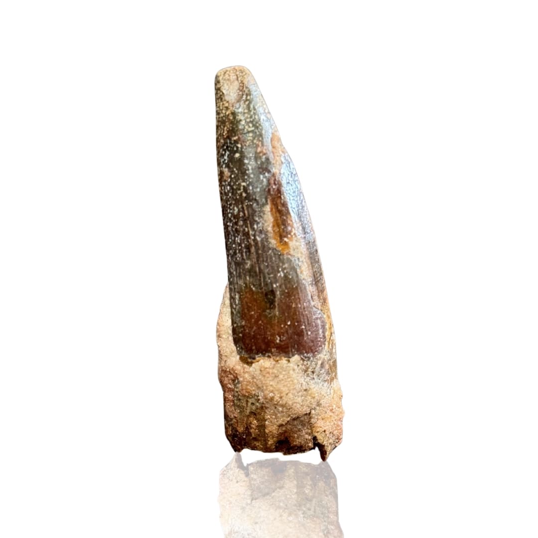 Dent de Spinosaurus Massive - Maroc