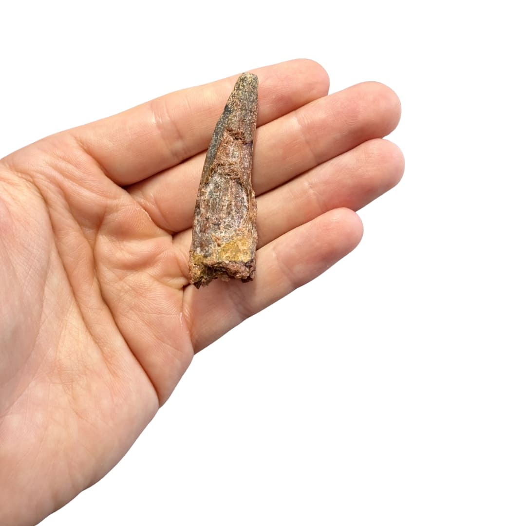 Dent de Spinosaurus Massive - Maroc