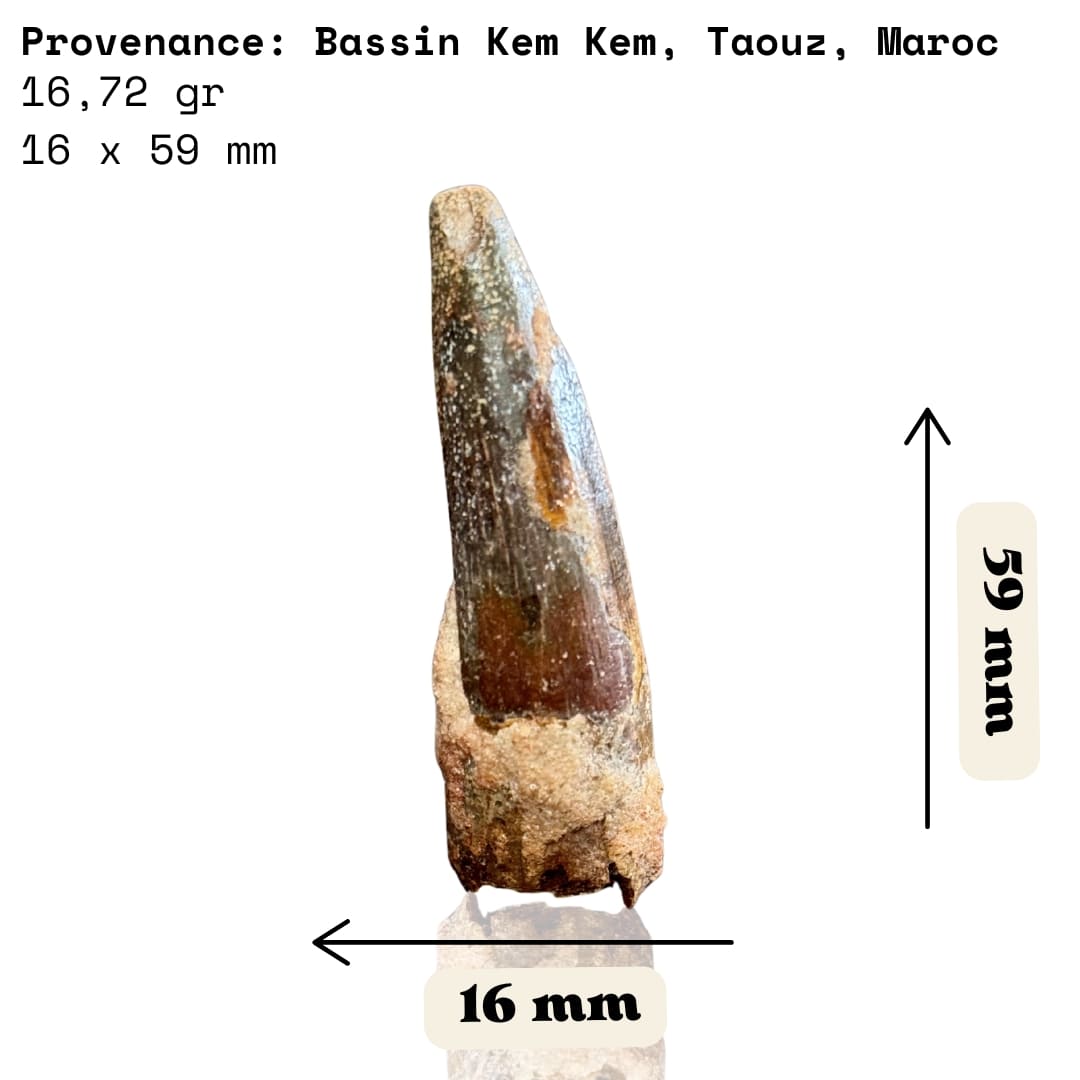 Dent de Spinosaurus Massive - Maroc