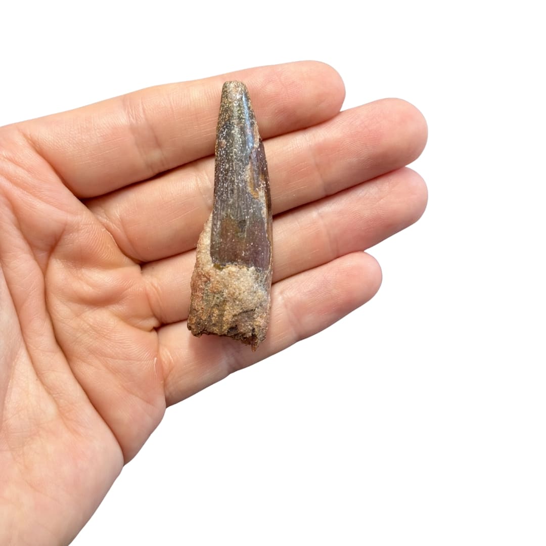Dent de Spinosaurus Massive - Maroc