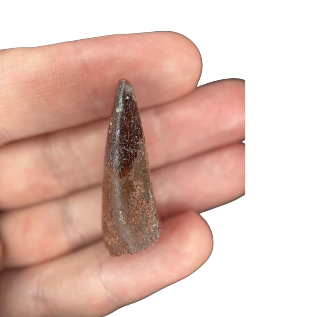 Dent de Spinosaurus Fossile (3.3 cm) - Maroc
