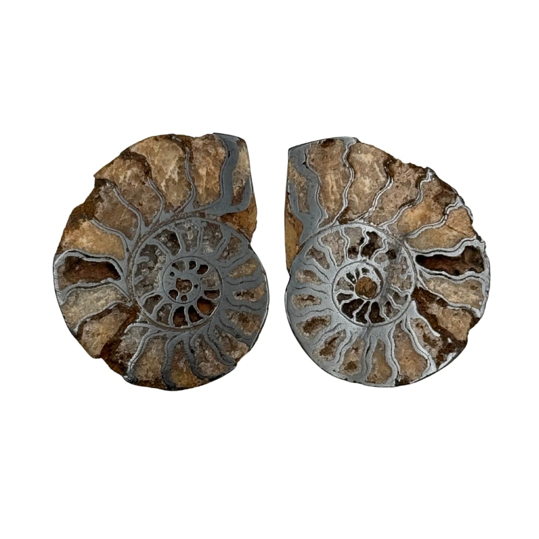 Paire ammonite hematite