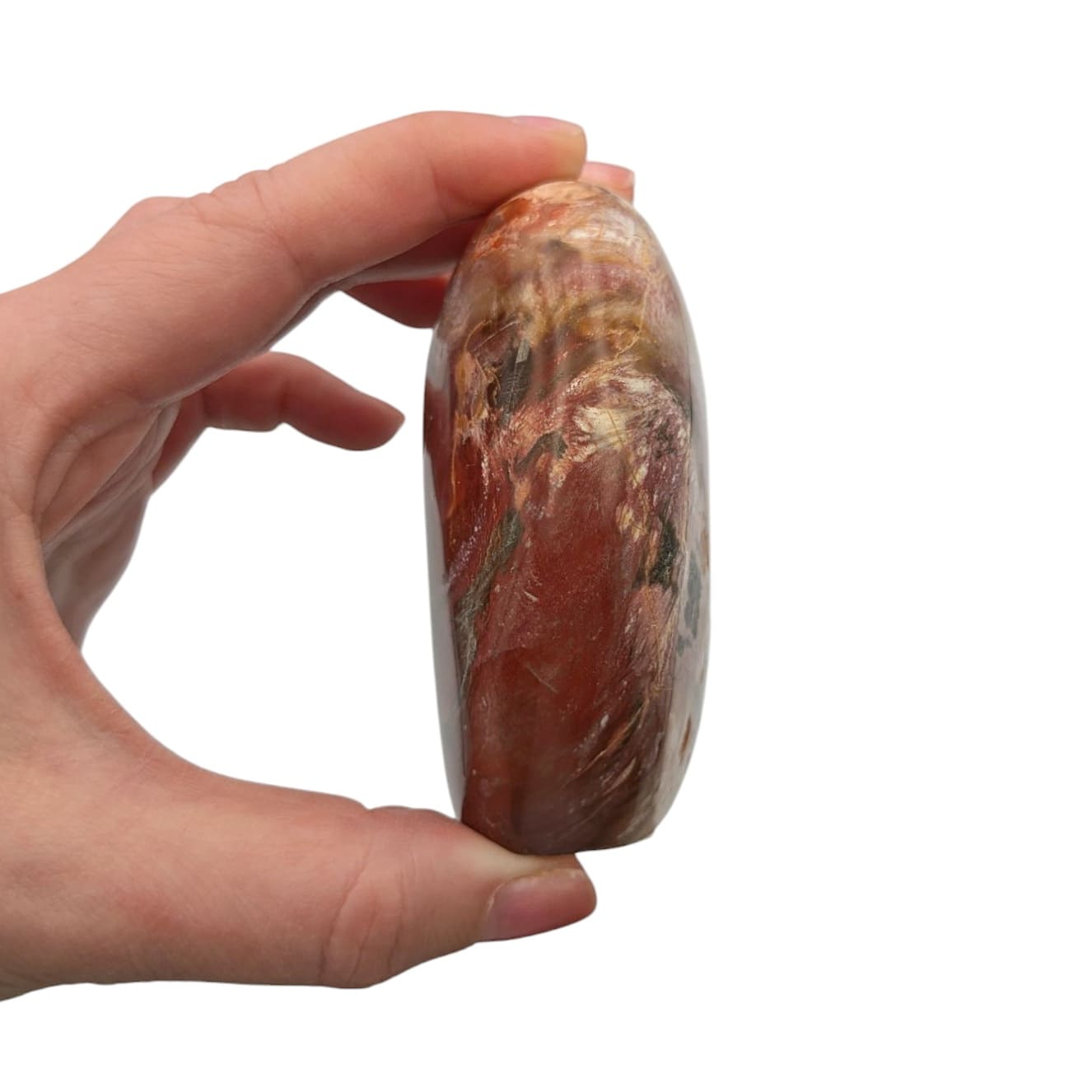 Bois fossilisé N°10 - Elithos