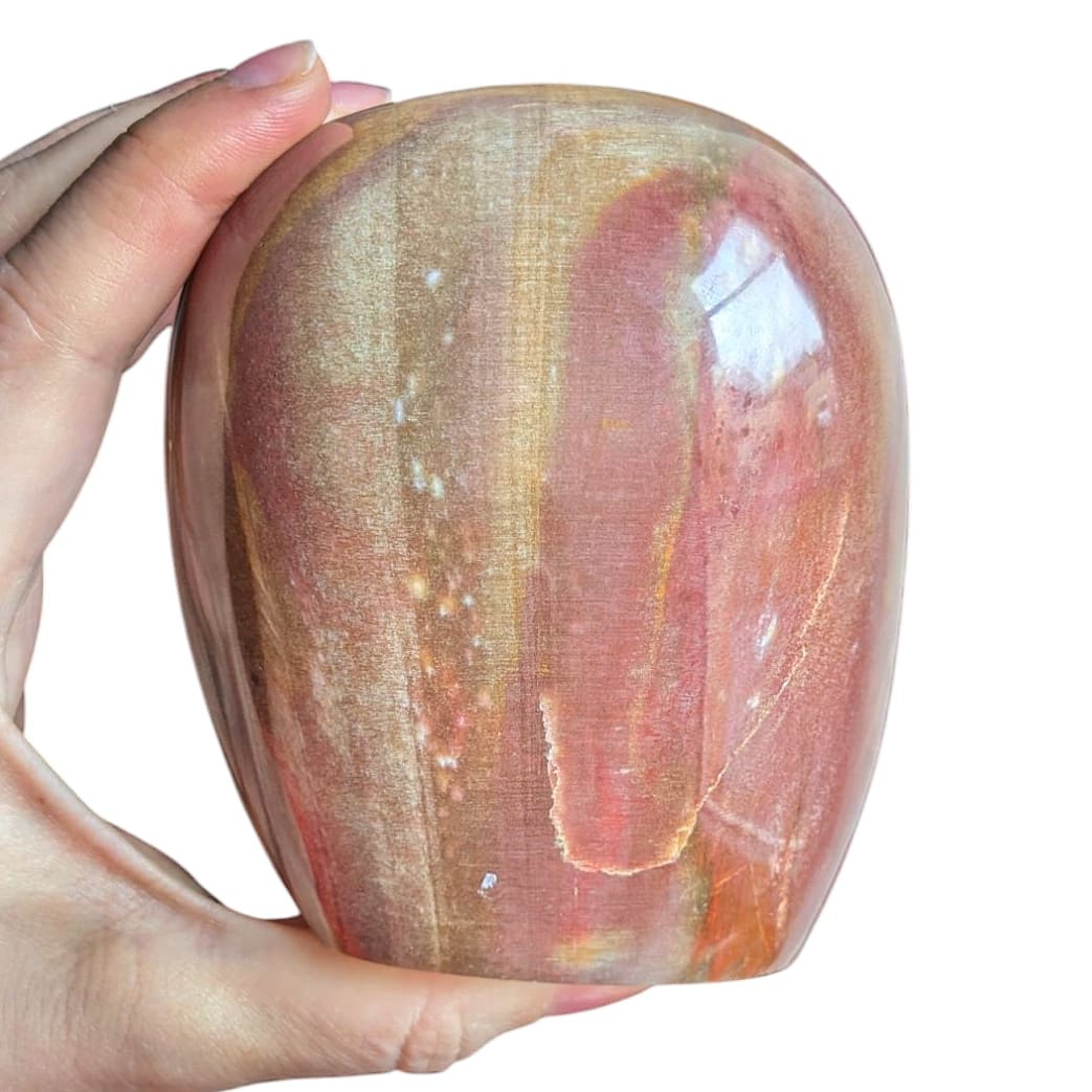 grosse pierre bois fossile