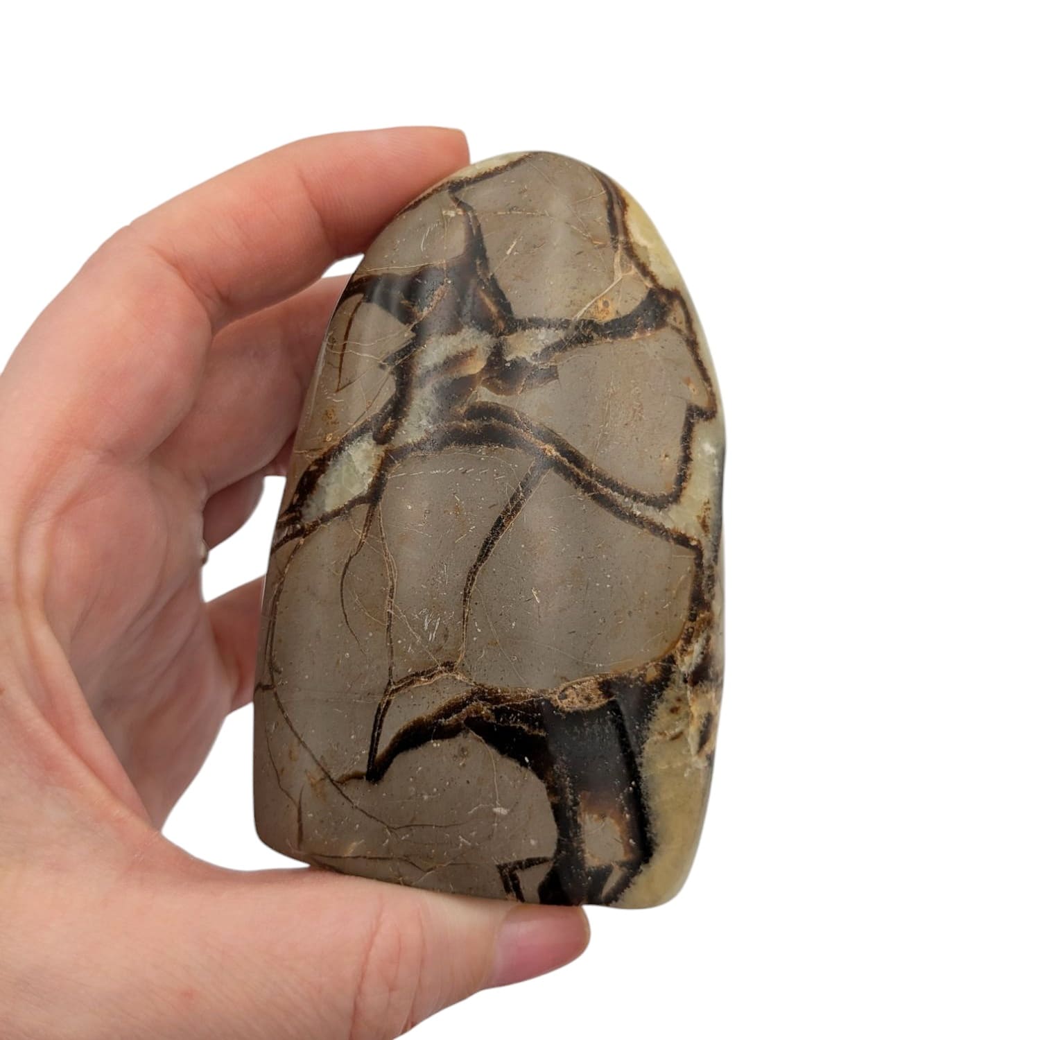 Bloc de Septaria N°3 - 296 gr