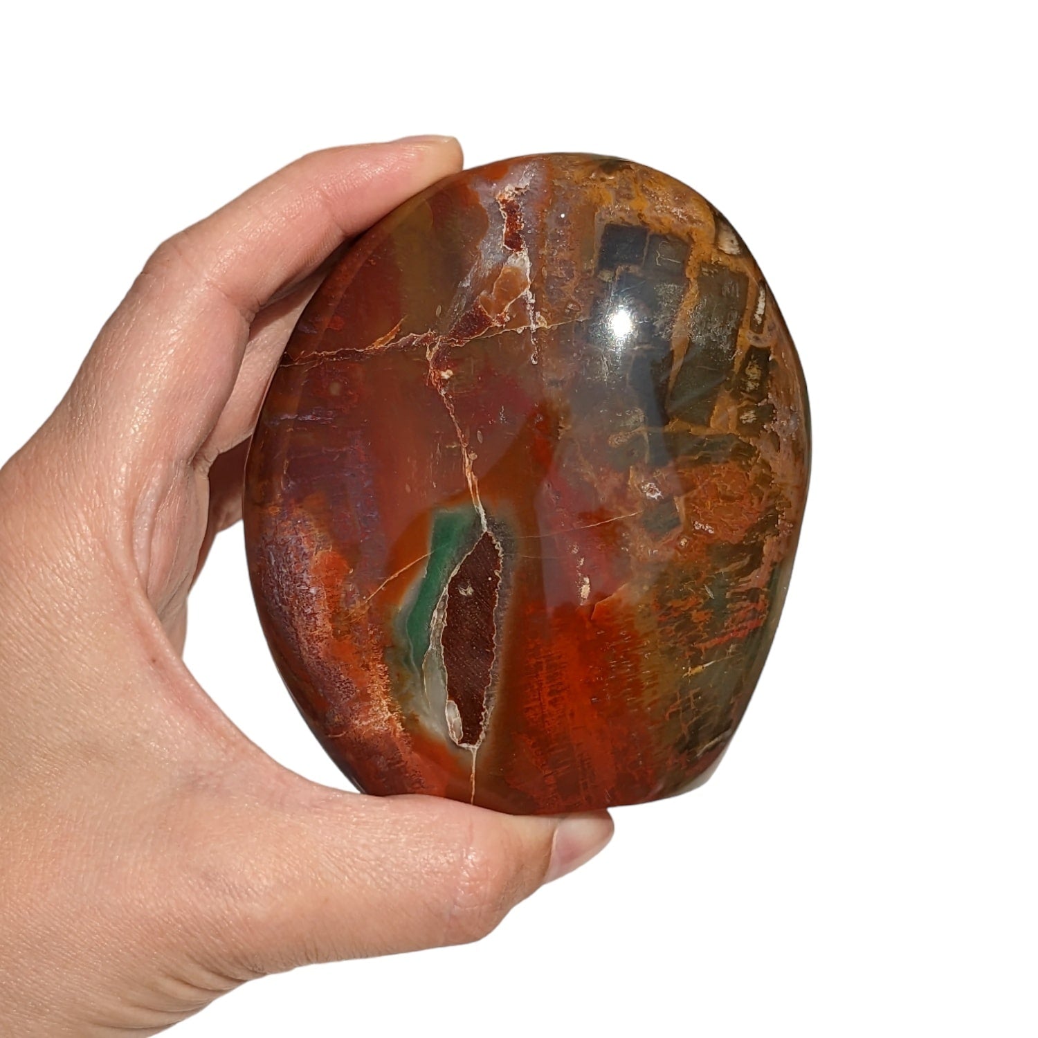 Bois fossilisé N°176