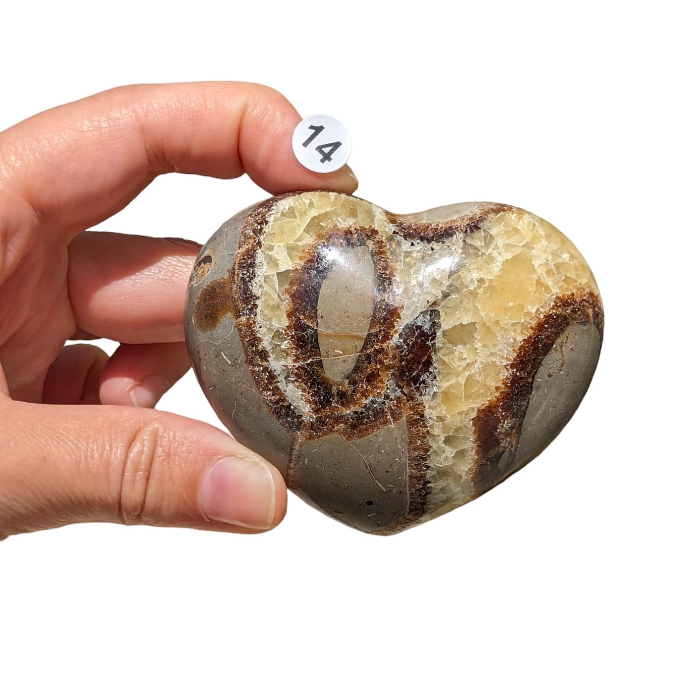 Cœur Septaria – Stabilité et Transformation