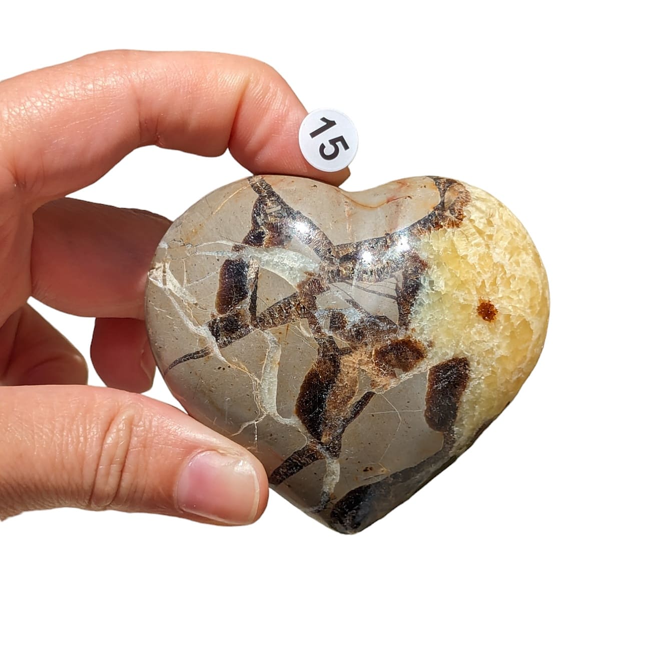 Cœur Septaria – Stabilité et Transformation