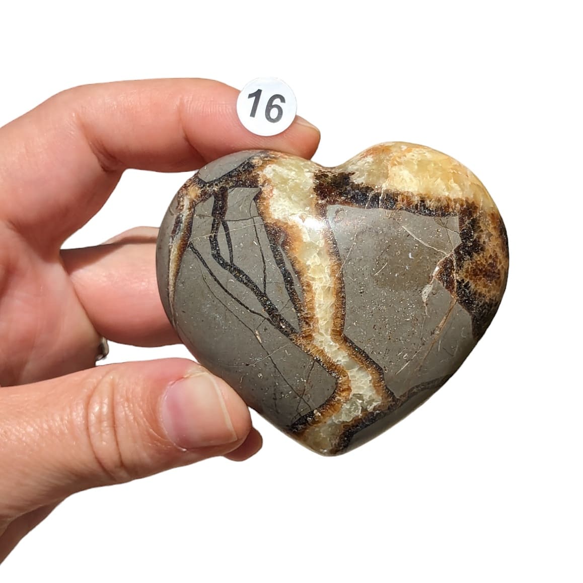 Cœur Septaria – Stabilité et Transformation