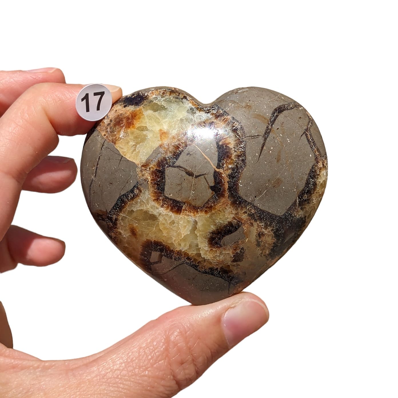 Cœur Septaria – Stabilité et Transformation