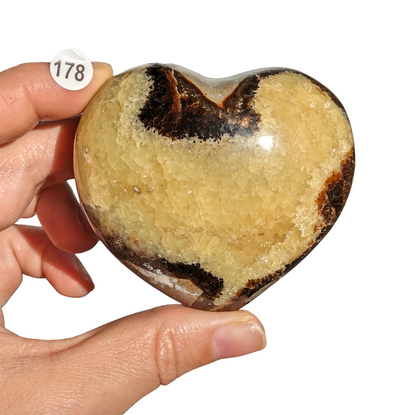 Cœur Septaria – Stabilité et Transformation