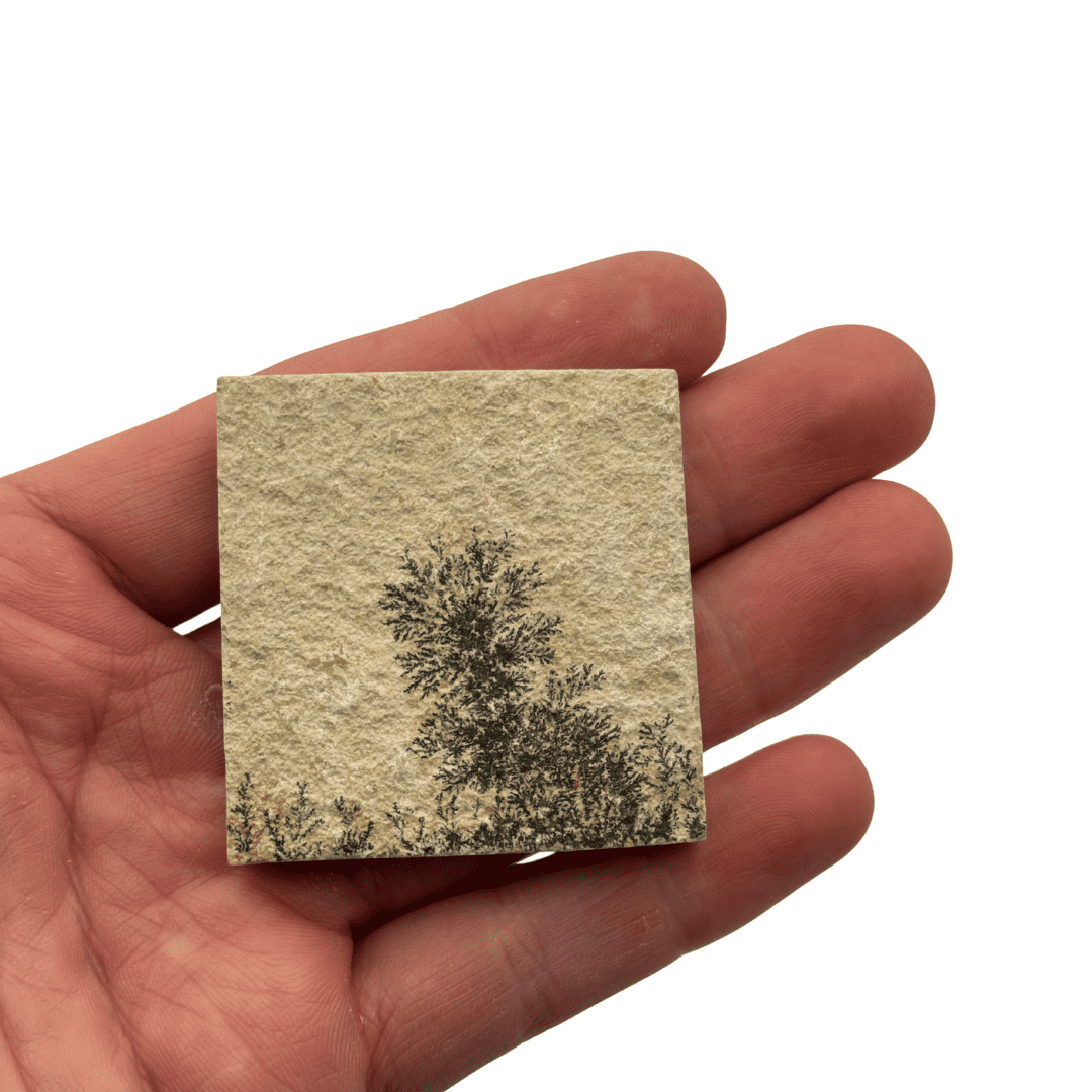 Dendrite sur calcaire